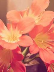 He and their star cl He and their star cl