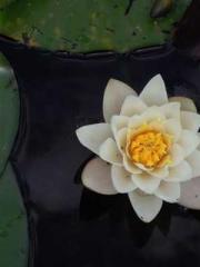 Becoming a solitary Becoming a solitary