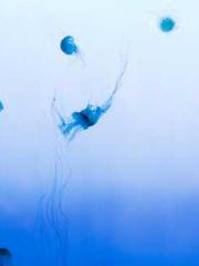 lt;lt;lt;Medical Pro lt;lt;lt;Medical Pro