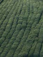 lt;lt;lt;lt;Good-loo lt;lt;lt;lt;Good-loo